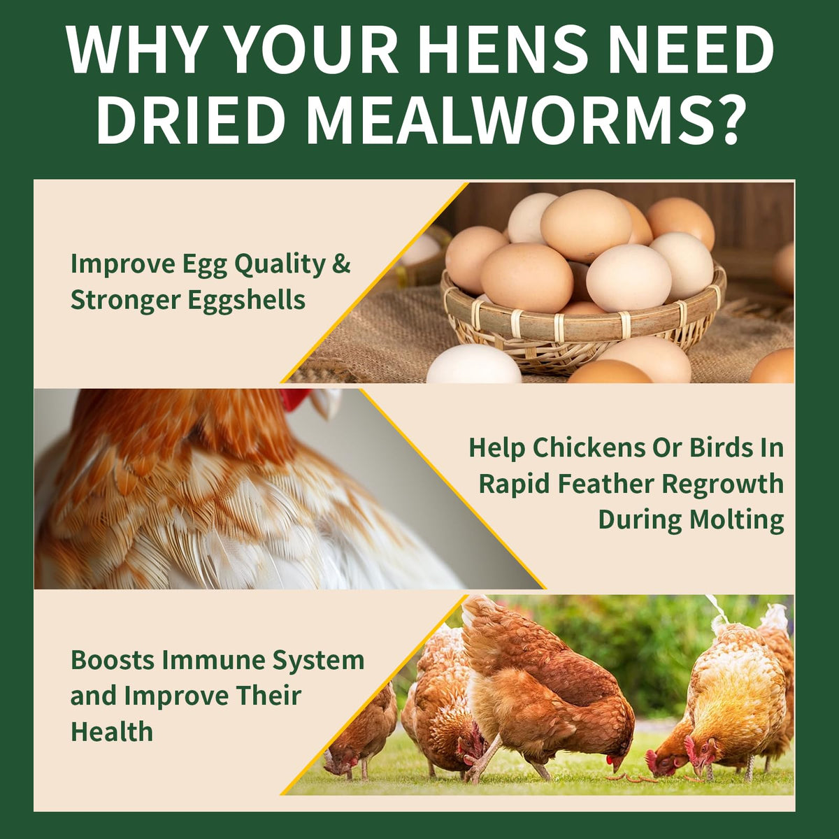 20LB Dried Mealworms B1035