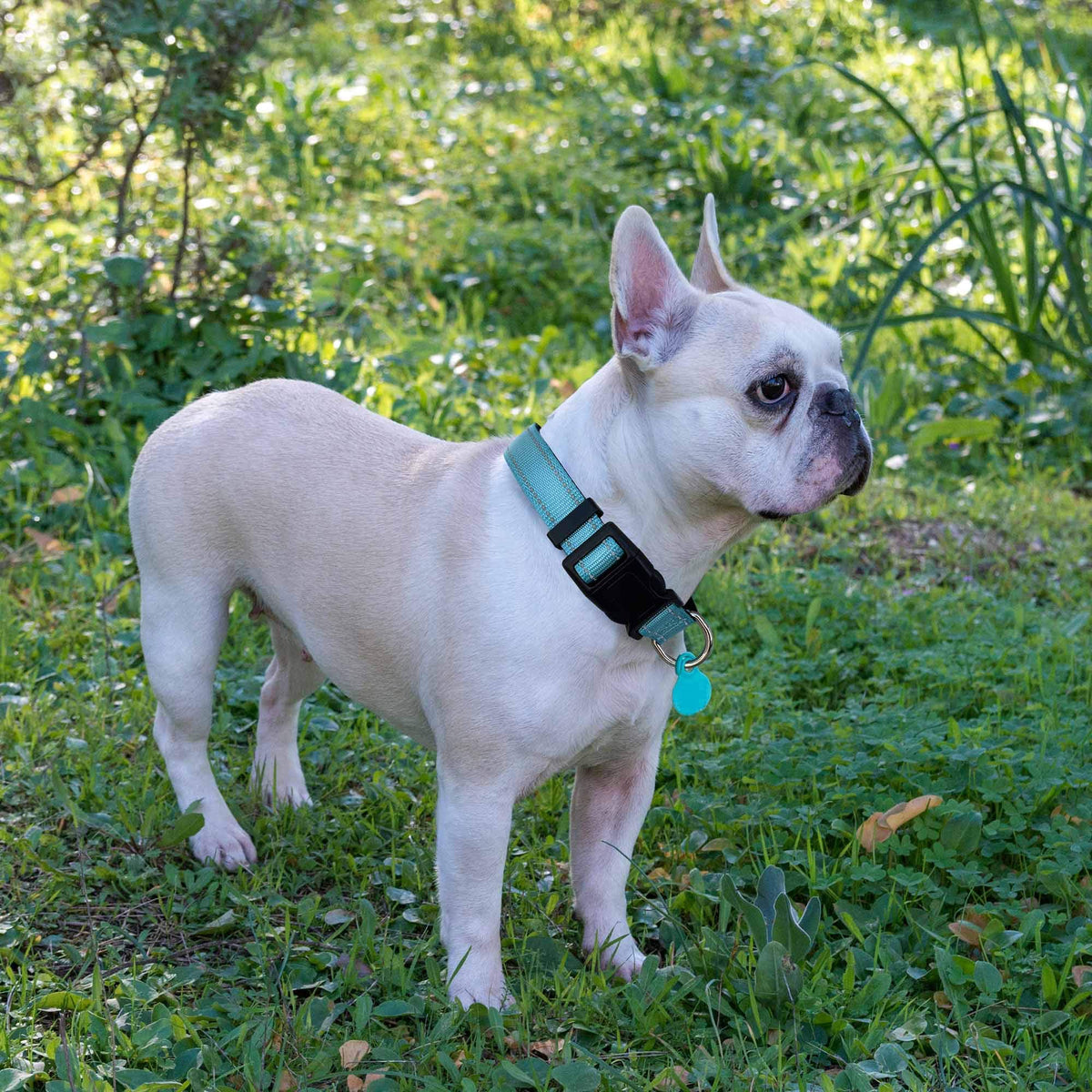 Reflective Padded Dog Collar with Neoprene, Medium, Turquoise T584